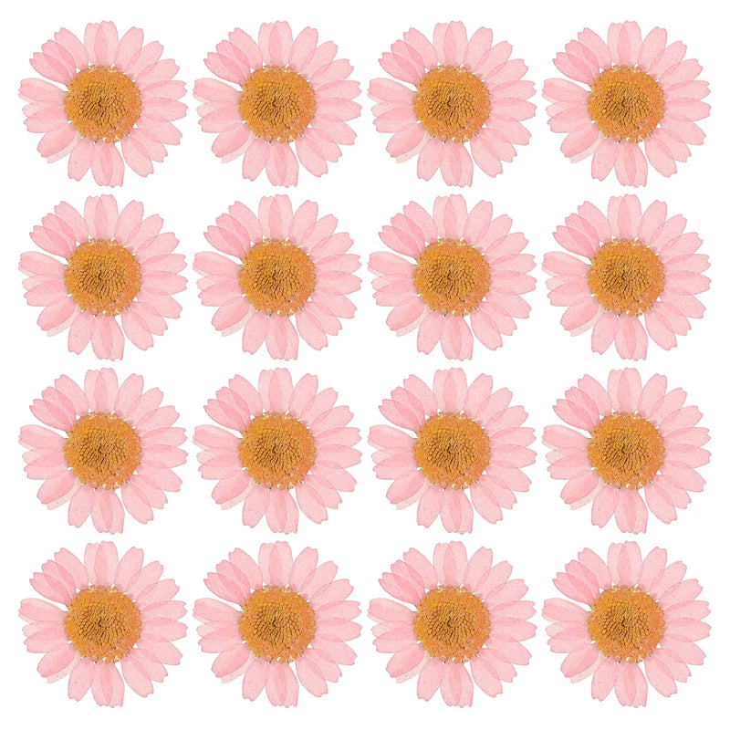48Pack Dried Pressed Flower Natural Dried Daisy Flower Pink Daisies