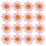 48Pack Dried Pressed Flower Natural Dried Daisy Flower Pink Daisies