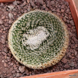 D5172 MAMMILLARIA MICROTHELE pot10-H6-W6,5 cm MaMa Cactus Green Plant
