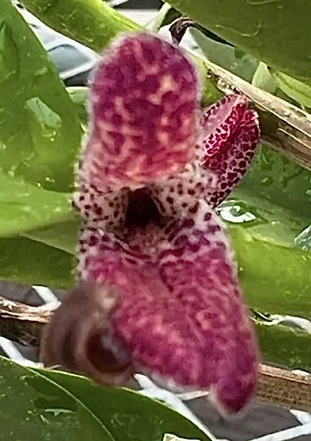 Orchid flower with magenta and white spotted petals on green leaves