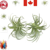 Real Touch Succulent Bromeliads - Elegant 2 PCS Faux Plants for Every Occasion Green Plant