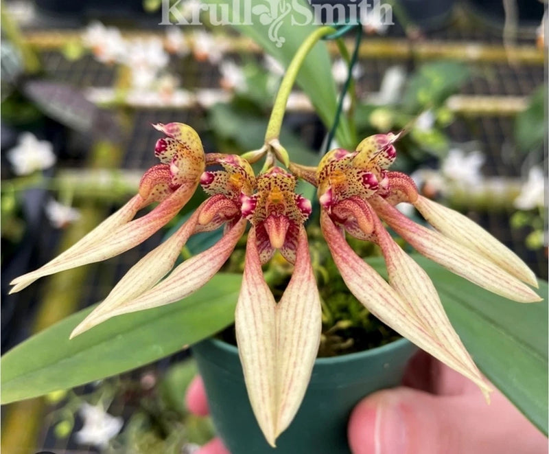 Live orchid blooming with pale yellow star-shaped flowers and red speckled centers
