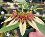 Bulbophyllum Blacense Blooming size Yellow Red Live Orchid Plant Orchids