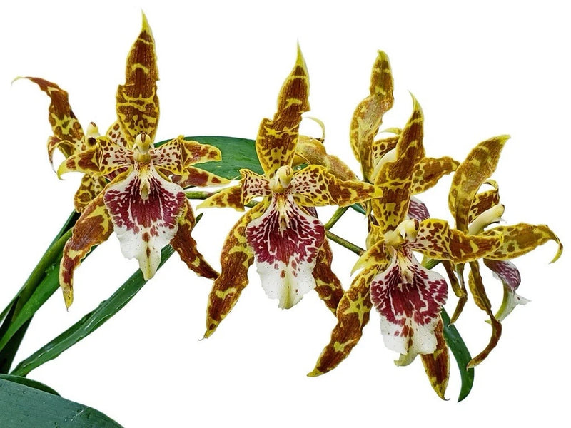 Oncidium orchid cluster with yellow-brown petals and red speckles, white centers