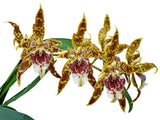 Oncidium Guido Deburghgraeve Bloom Size Oncidium Orchid Hybrid 4Ó Pot (CJ15) Orchids