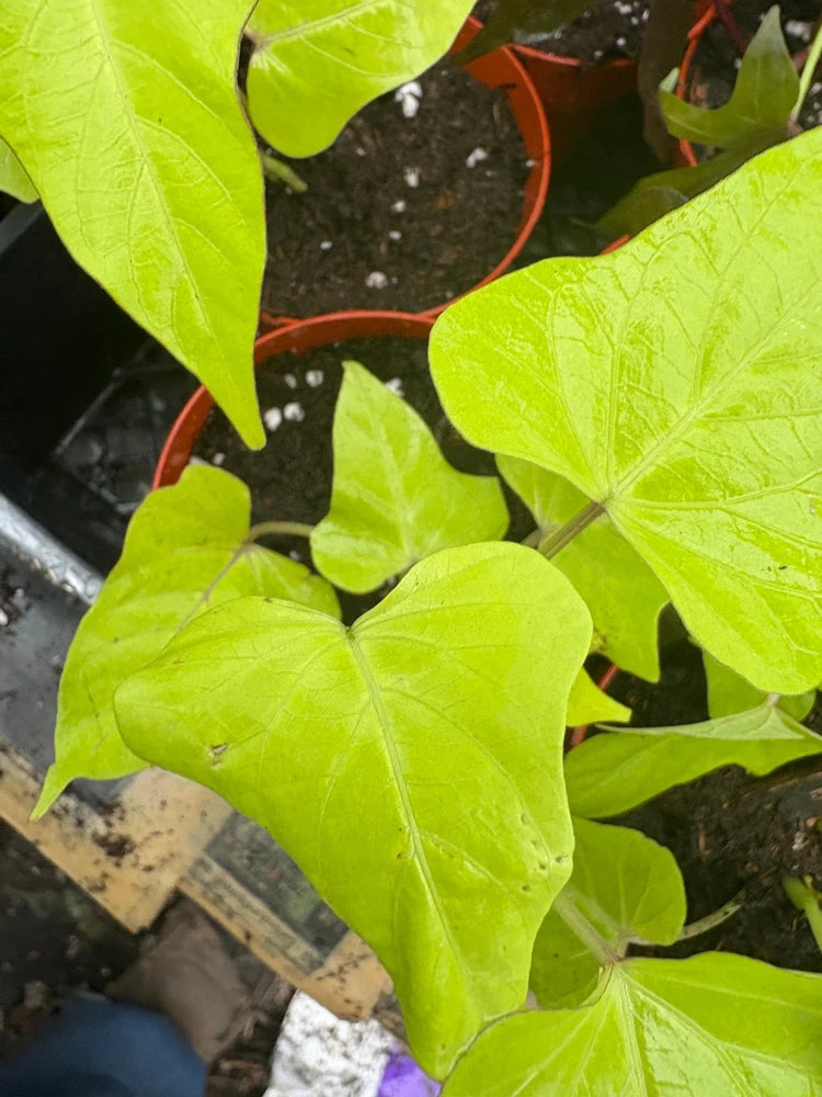 house plant / sweet potato vine , margurette Flowering Plants