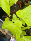 house plant / sweet potato vine , margurette Flowering Plants