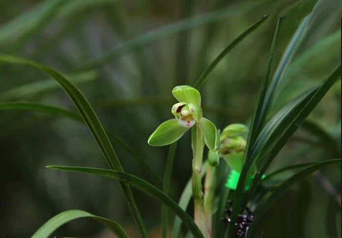 Live orchid plant with green buds and slender leaves