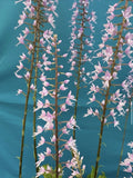 Stenoglottis longifolia BS Pink Purple Orchid Species 4" Pot EIGHT NEW GROWTHS Orchids