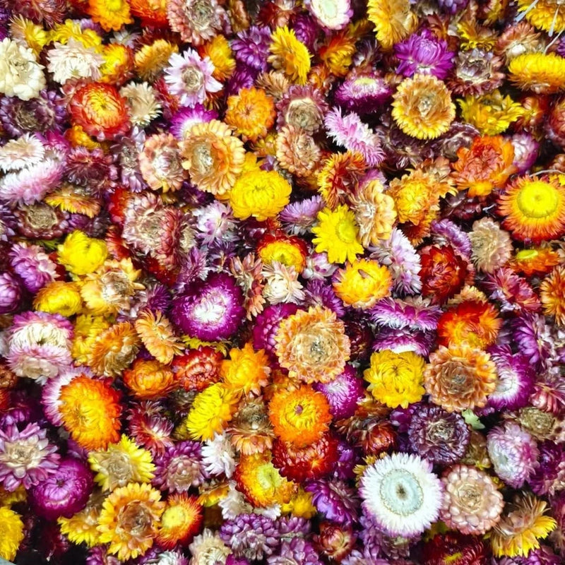 SCINTILLA Dried Daisy Flowers Heads, Chrysanthemum, Multi Color Dried Flower