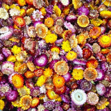 SCINTILLA Dried Daisy Flowers Heads, Chrysanthemum, Multi Color Dried Flower