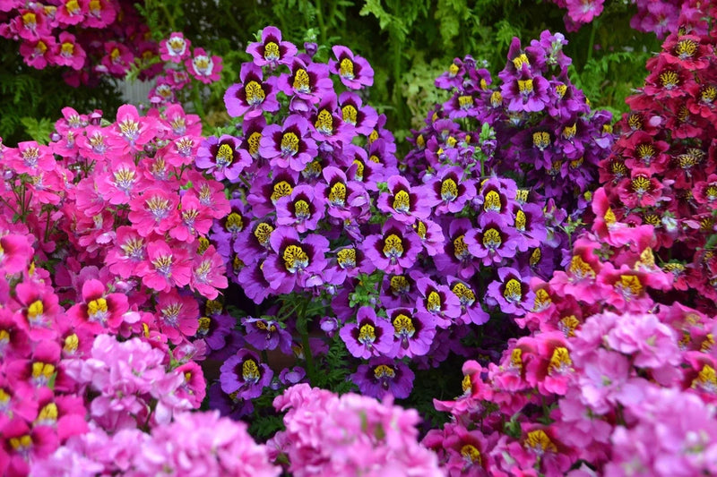 200 Mixed Colors BUTTERFLY ORCHID (Poor Mans Orchid / Angel Wings) Schizanthus W Flowering Plants