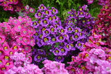 200 Mixed Colors BUTTERFLY ORCHID (Poor Mans Orchid / Angel Wings) Schizanthus W Flowering Plants