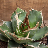 D117 AGAVE TITANOTA pot14-H11-W15 cm MaMa Cactus Green Plant