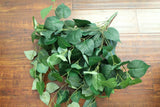 Philodendron Philo Hanging Bush Home Wedding Backdrop Decor Floral Craft Foliage Green Plant