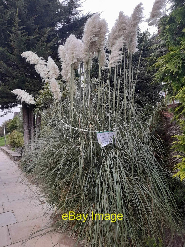 Photo 12x8 Pampas grass on Lyttelton Road Hampstead Garden Suburb The note c2021 Pampas Grass