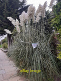 Photo 12x8 Pampas grass on Lyttelton Road Hampstead Garden Suburb The note c2021 Pampas Grass