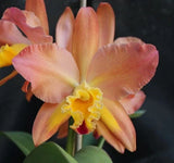 Orchids Laelia Cattleya Sc. Royal Beau x Bc. Mount Hood Orchids
