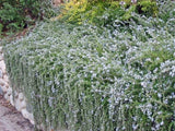 Creeping Rosemary in 2.5Ó Nursery Cubes (Rosmarinus officinalis ÔProstratusÕ) Green Plant