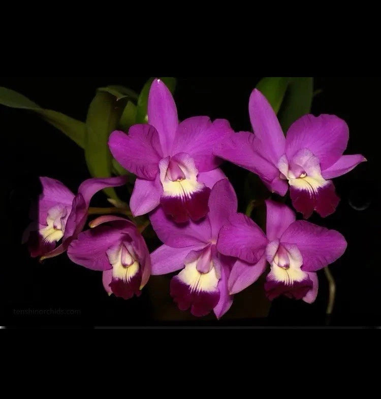 Purple orchid flowers with ruffled petals and yellow centers