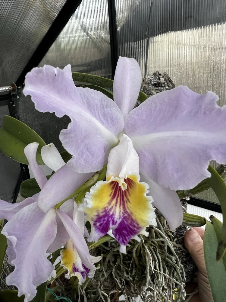 Lavender Cattleya orchid with fringed petals and yellow purple center, in basket