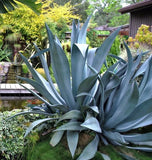 AGAVE SALMIANA, rare succulent pulque century plant exotic garden seed 100 SEEDS Garden Plants