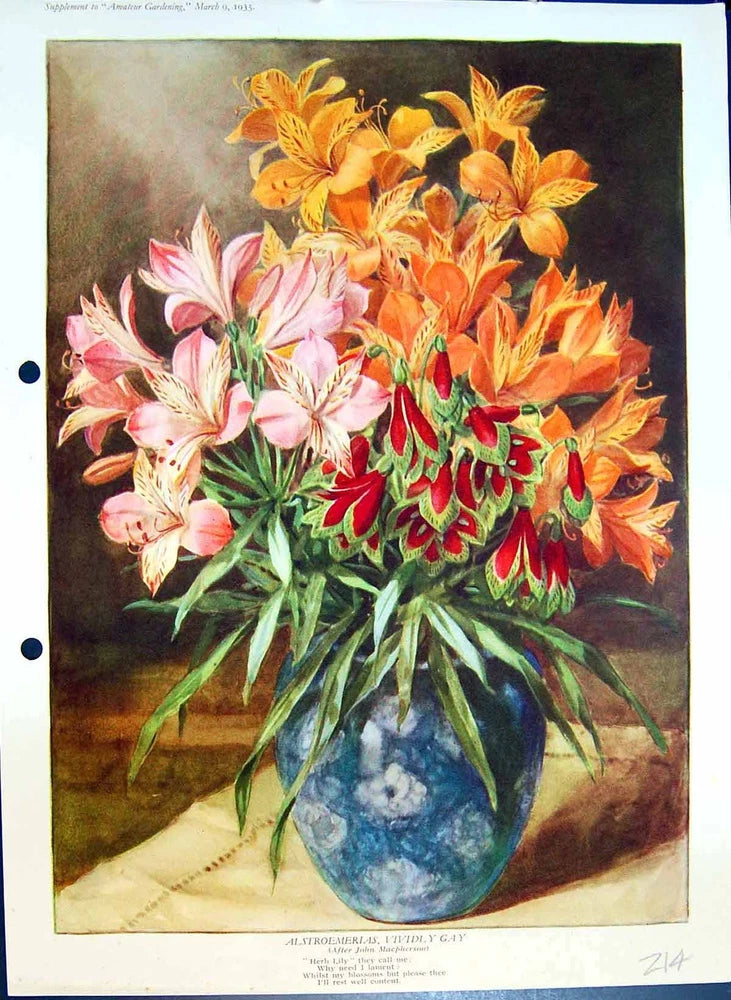 Original Old Antique Print Alstroemerlas Lily Vase Colour Flowers Lily