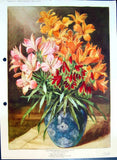Original Old Antique Print Alstroemerlas Lily Vase Colour Flowers Lily