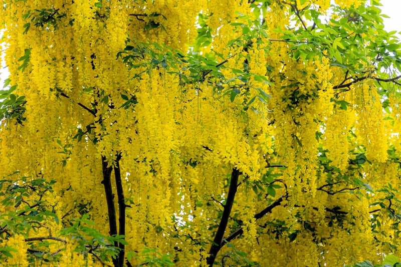 10 GOLDEN CHAIN TREE Goldenchain Laburnum Anagyroides Seeds *Flat S/H Flowering Plants