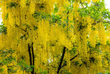 10 GOLDEN CHAIN TREE Goldenchain Laburnum Anagyroides Seeds *Flat S/H Flowering Plants