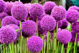 25 GIANT ALLIUM Allium Giganteum Purple Globe Flower Seeds Flowering Plants
