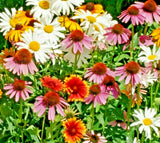 ALL PERENNIAL FLOWER SEED MIX 200+ CONEFLOWER daisy WILDFLOWER FREE SHIPPING Daisies