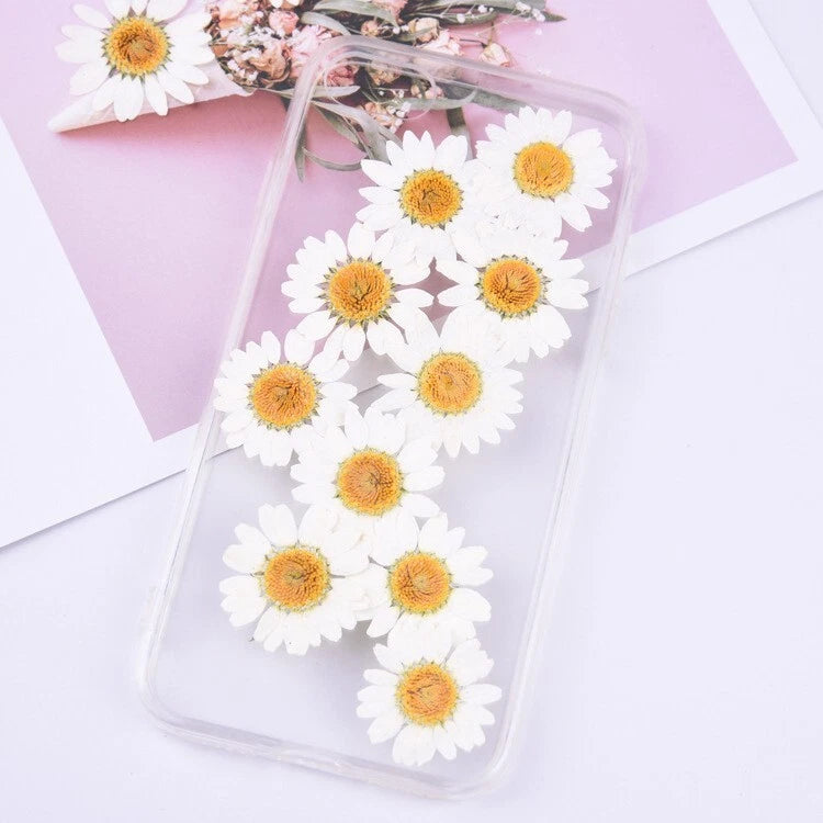 12PCS Real Pressed Dry flower, white daisy flower for art, candle, craft FCD27 Dried Flower