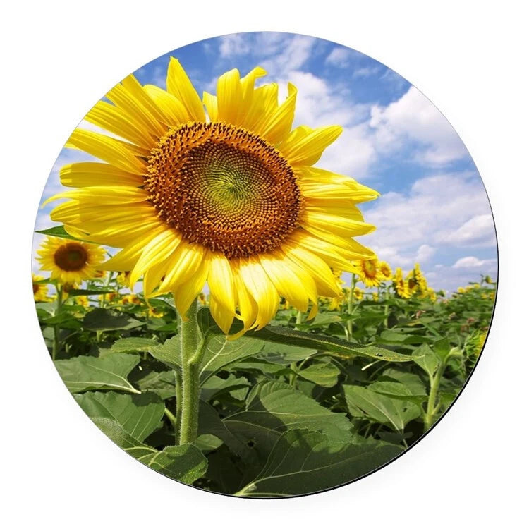 GARDEN SUNFLOWER Photo Art Charm Pendant GERMAN Silver 20" Necklace Women Gift Sunflower