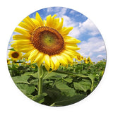 GARDEN SUNFLOWER Photo Art Charm Pendant GERMAN Silver 20" Necklace Women Gift Sunflower