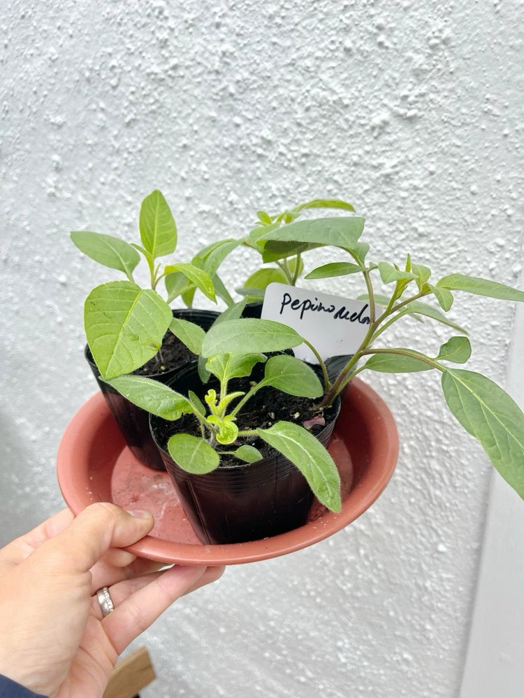 3x Pepino melon Ginseng fruit 3Ó tall pottered live plant _____ Green Plant