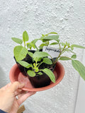 3x Pepino melon Ginseng fruit 3Ó tall pottered live plant _____ Green Plant