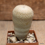 D2481 EPITHELANTHA BOKEII pot5-H6,5-W3,5 cm MaMa Cactus Green Plant