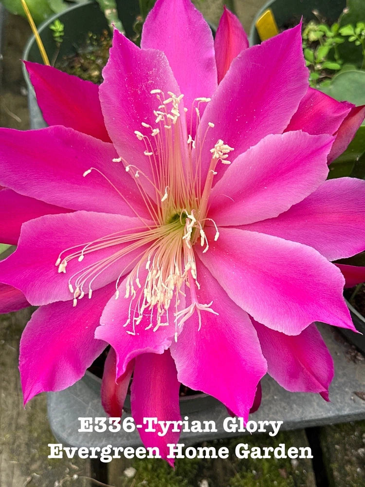 Vibrant pink orchid cactus flower in a small gray starter pot