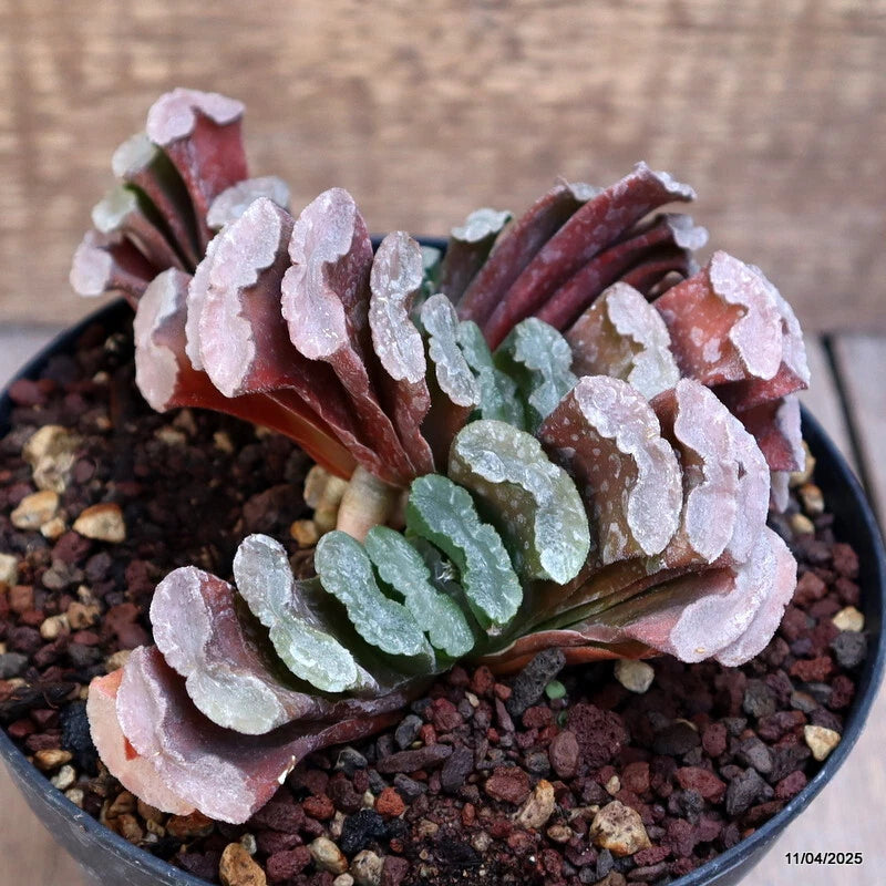 D2764 HAWORTHIA TRUNCATA VERY OLD pot14-H8-W15 cm MaMa Cactus Green Plant
