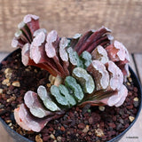 D2764 HAWORTHIA TRUNCATA VERY OLD pot14-H8-W15 cm MaMa Cactus Green Plant