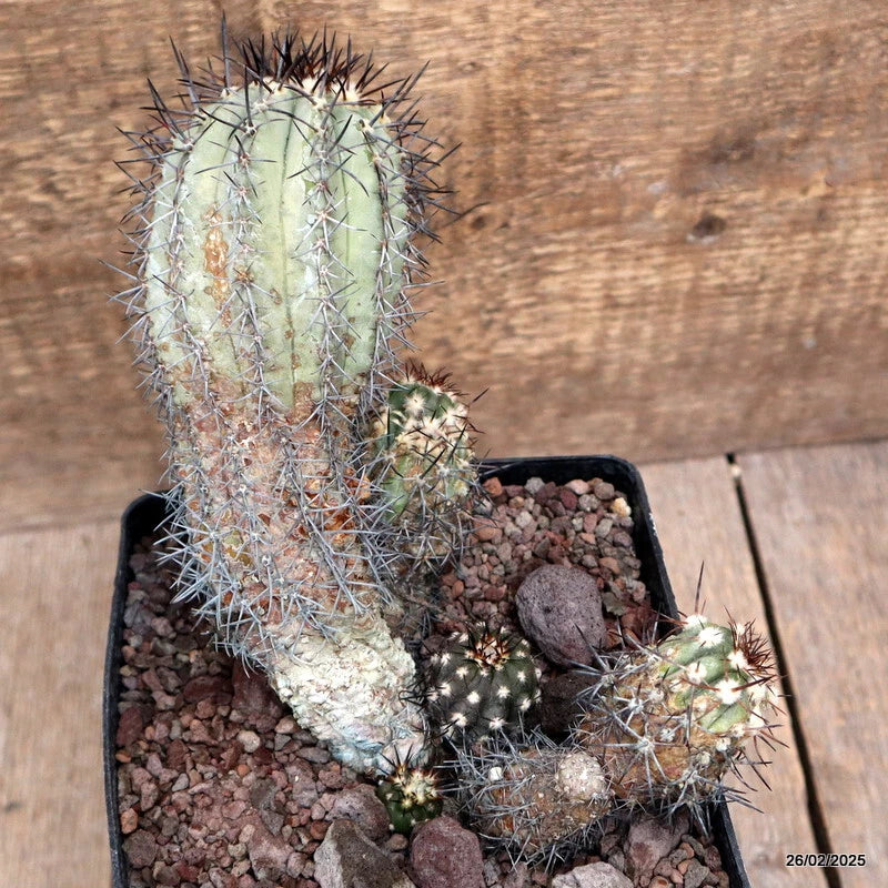 D3201 COPIAPOA MAGNIFICA pot14-H16-W20 cm MaMa Cactus Green Plant