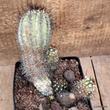 D3201 COPIAPOA MAGNIFICA pot14-H16-W20 cm MaMa Cactus Green Plant
