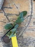 Orchid live Sophronitis cernua litoranea - bare root Orchids