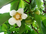 Dillenia Indica 15 Seeds, Elephant Apple Edible Fruit Shrub Tree Chulta Flowers Flowering Plants