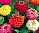 ZINNIA LILLIPUT MIX Zinnia Elegans - 1,000 Bulk Seeds Garden Plants