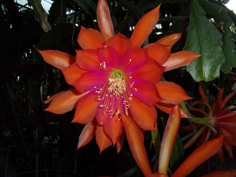 Orange and pink cactus orchid flower cutting with long stamens