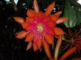 Epiphyllum " ORANCHACHA " Cutting Orchids
