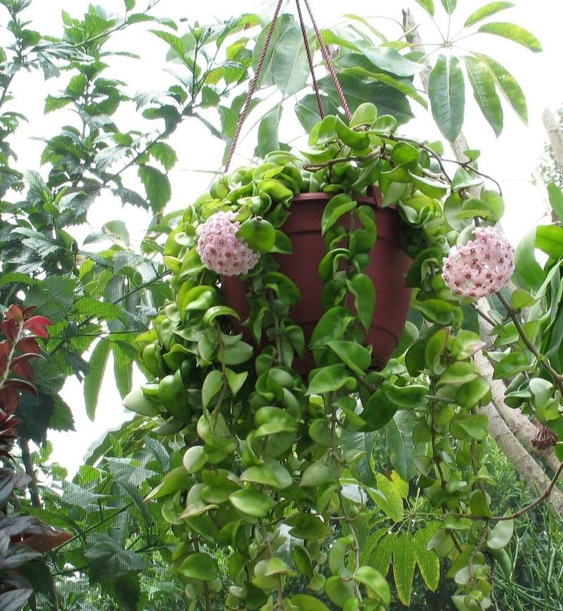 Live hoya plant in terracotta pot, trailing green leaves with pink flower clusters