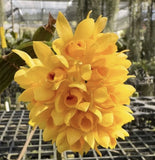 Dendrobium sulcatum - Compact Orchid Species - Seedling 3Ó Pot Orchids